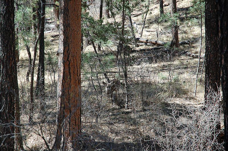 More deer.JPG